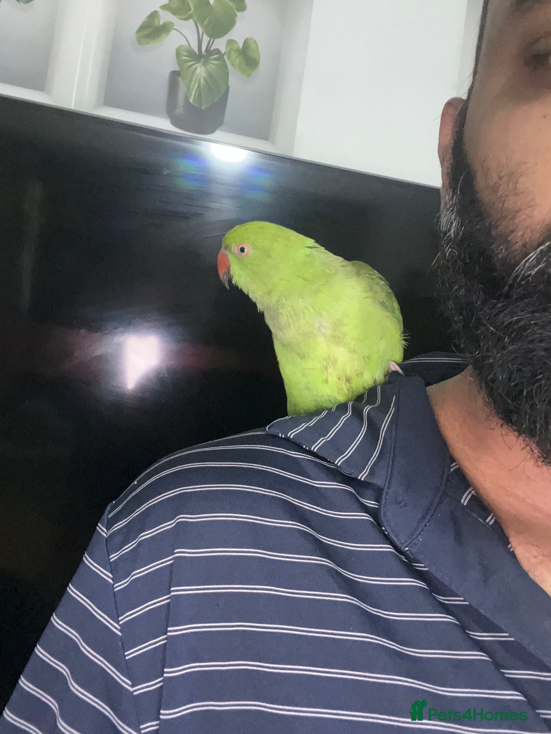 Parrots birds for sale: Ring neck parrot  - Advert 1