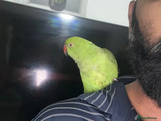 Parrots birds Ring neck parrot - Advert 2