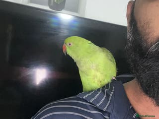 Parrots birds Ring neck parrot - Advert 11