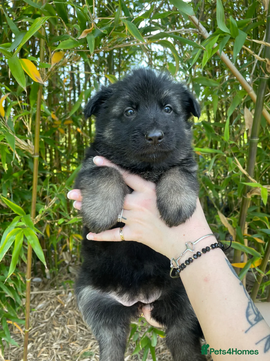 German Shepherd dogs for sale: pups have arrived ❤️Read all the add please - Advert 2