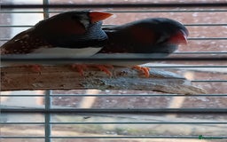 Finches birds for sale: Male zebra finches  - Image 1