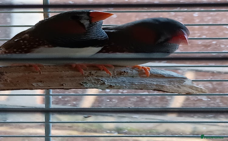 Finches birds - Advert 1