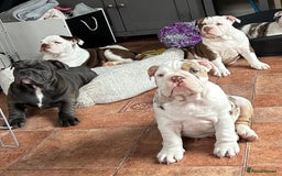English Bulldog dogs for sale: Here come the Girls - Image 8