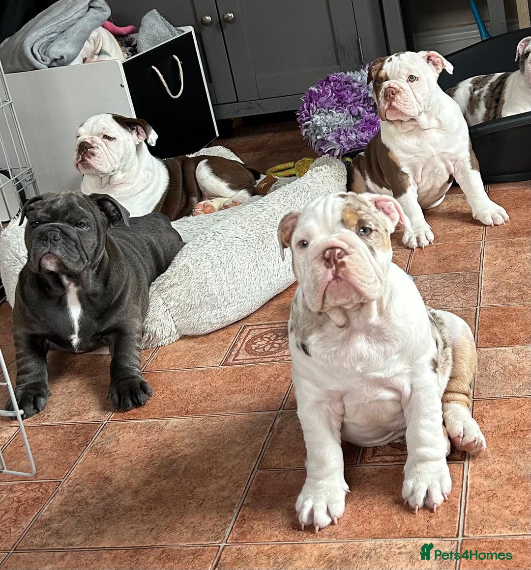 English Bulldog dogs for sale: Here come the Girls - Image 8