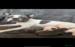 French Bulldog dogs for sale: Kc registered french bulldog puppies available 🐶 - Image 8