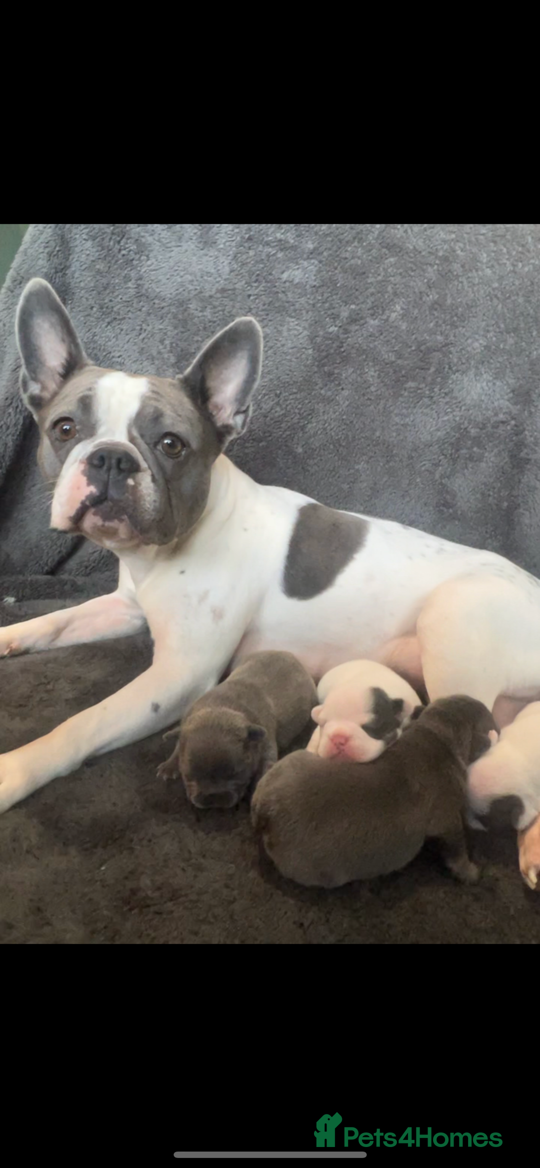 French Bulldog dogs for sale: Kc registered french bulldog puppies available 🐶 - Image 8