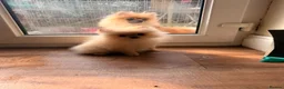 Pomeranian dogs for sale: ✨ Exceptional Pomeranian Puppies – KC Reg ✨ - Advert 10