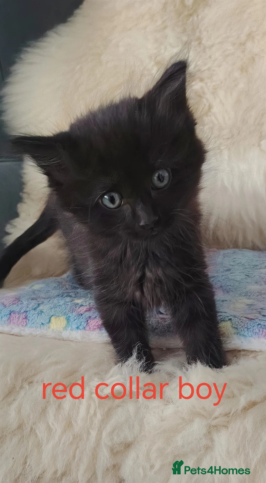 Mixed Breed cats for sale: Ragdoll X Maincoone kittens  - Advert 2
