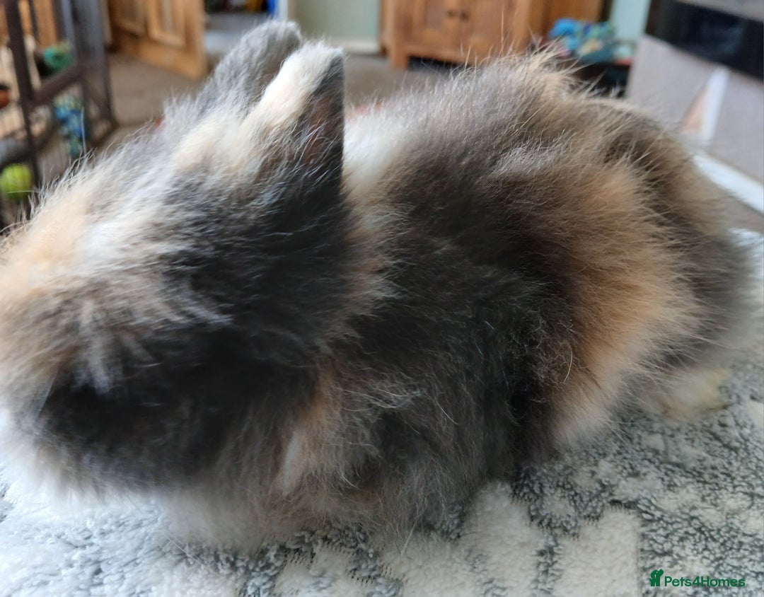 Lionhead rabbits for sale: Stunning DM Lionhead baby rabbits  - Image 9