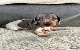 Miniature Dachshund dogs for sale: Miniature dachshund puppies - Image 4