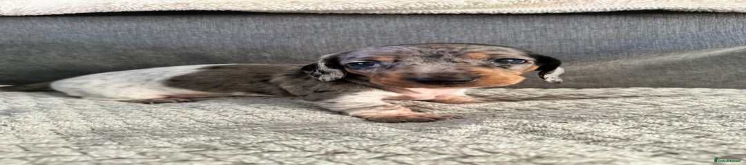 Miniature Dachshund Puppy 1