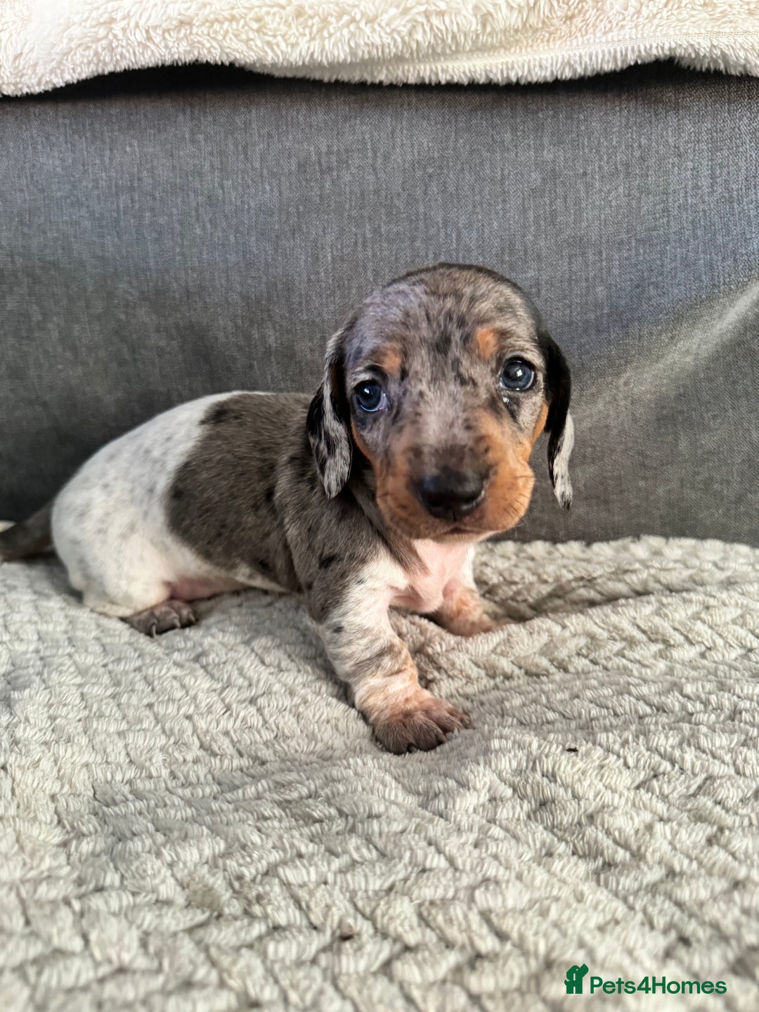 Miniature Dachshund dogs for sale: Miniature dachshund puppies - Image 4