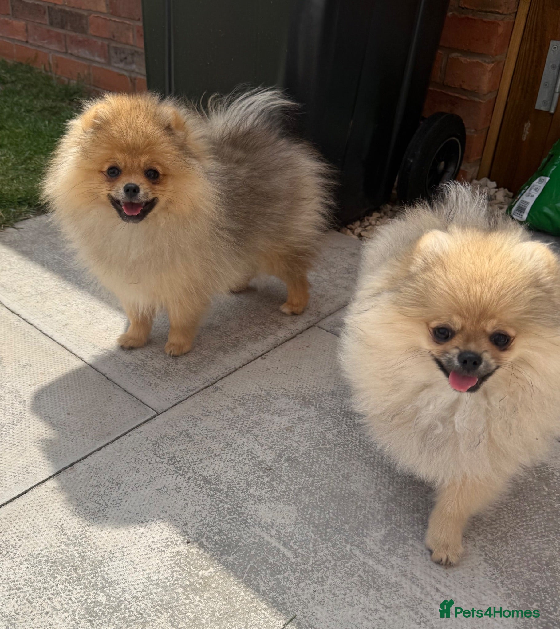 Pomeranian dogs 2 Gorgeous X-Small Pom Girls  - Advert 12