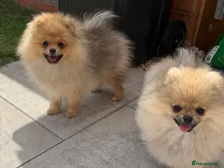 Pomeranian dogs 2 Gorgeous X-Small Pom Girls - Advert 12