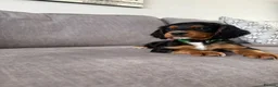 Cocker Spaniel dogs for sale: Beautiful tri coloured cocker spaniel pups   - Advert 28