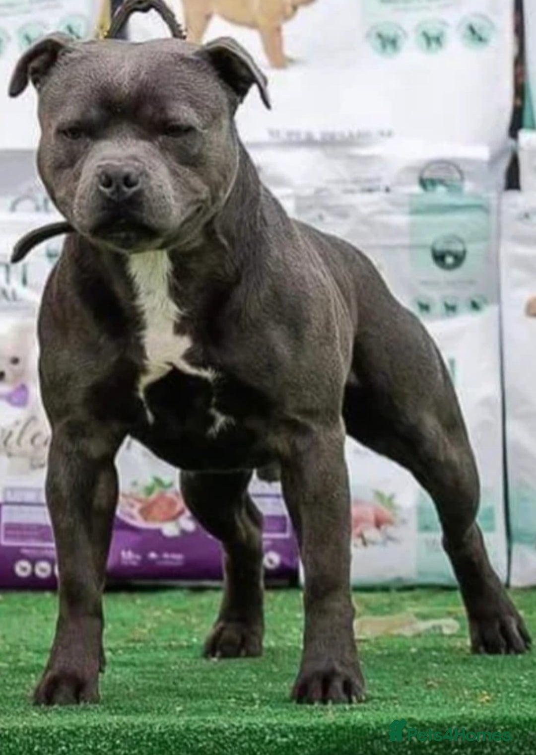 Staffordshire Bull Terrier dogs for sale: Staffordshire bull terrier puppies  - Advert 17