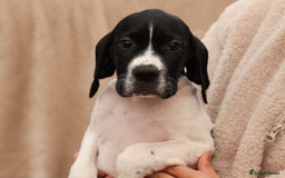 Pointer dogs for sale: English pointer puppies  - Image 19