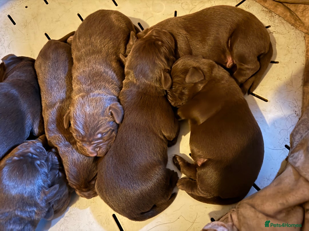 Labrador Retriever dogs for sale: Choice Labs xx - Advert 2