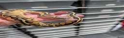 Python Snake reptiles for sale: Leopard butter pastel het desert ghost  - Advert 1
