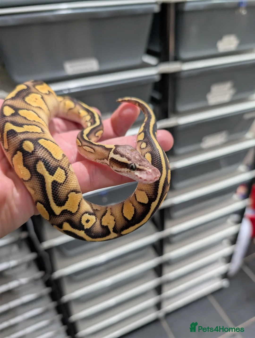 Python Snake reptiles for sale: Leopard butter pastel het desert ghost  - Advert 1