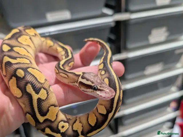 Python Snake reptiles Leopard butter pastel het desert ghost - Advert 2