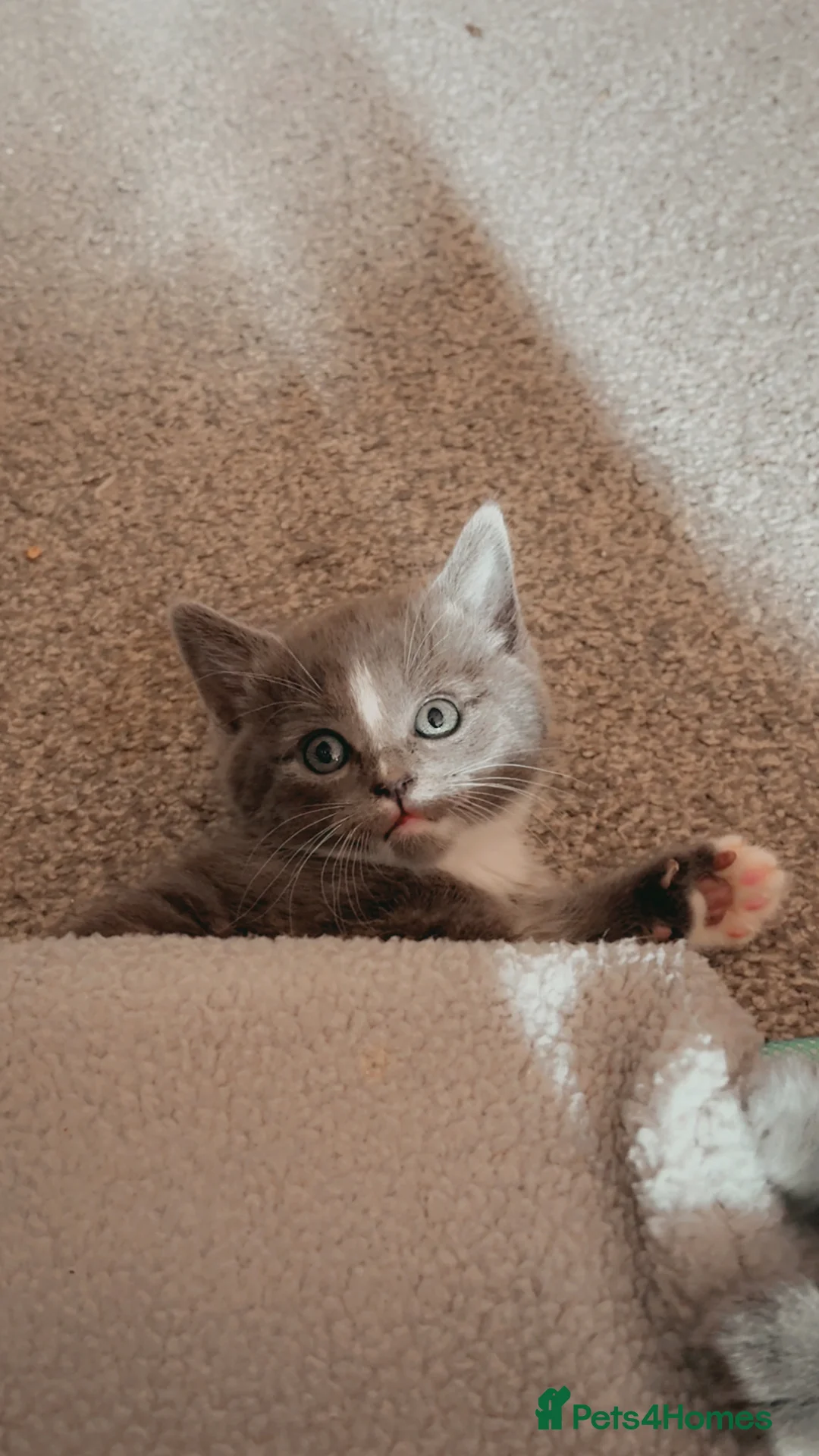 Mixed Breed cats for sale: Beautiful litter of kittens  in Hatfield - Advert 8