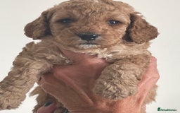Cockapoo dogs for sale: F1b Cockapoos - Image 11