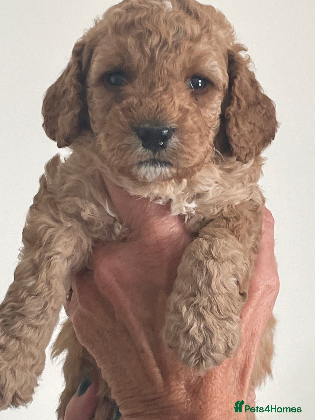 Cockapoo dogs for sale: F1b Cockapoos - Image 11