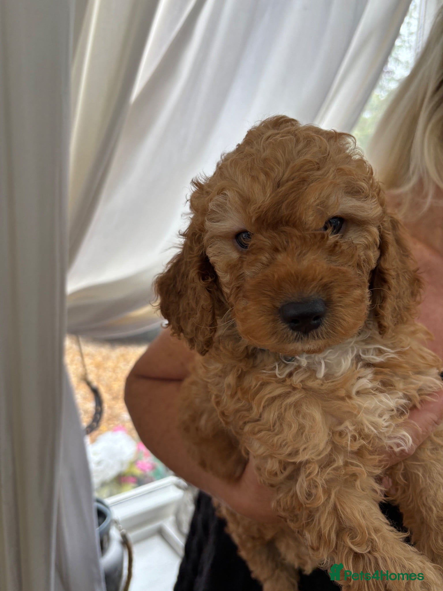 Cockapoo dogs Adorable out standing health checks - Advert 1