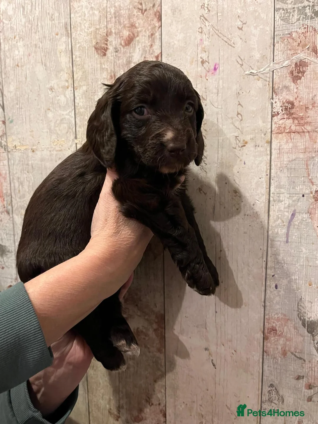 Mixed Breed dogs for sale: Beautiful Sprockerpoo puppies 😍 - Advert 17
