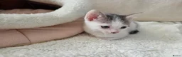 Mixed Breed cats for sale: 🐾 Gorgeous Home-Raised Tabby & White Kittens 🐾 in Rochdale - Advert 6