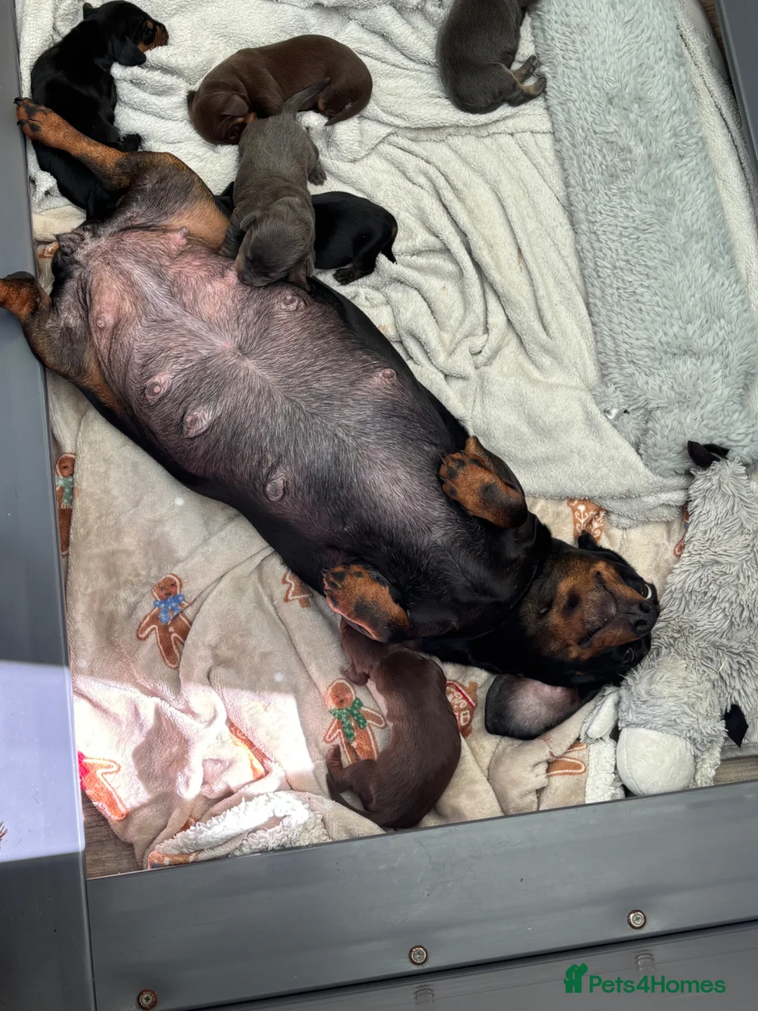 Miniature Dachshund dogs for sale: Stunning KC Miniature Dachshund Litter of 7 in Burnley - Advert 40