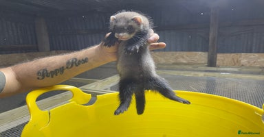 Ferret rodents - Advert 3