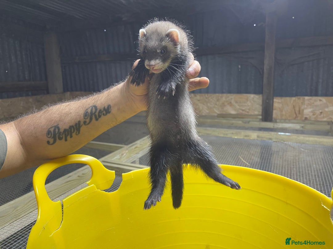 Ferret rodents for sale: Ferret kits for sale  - Image 2