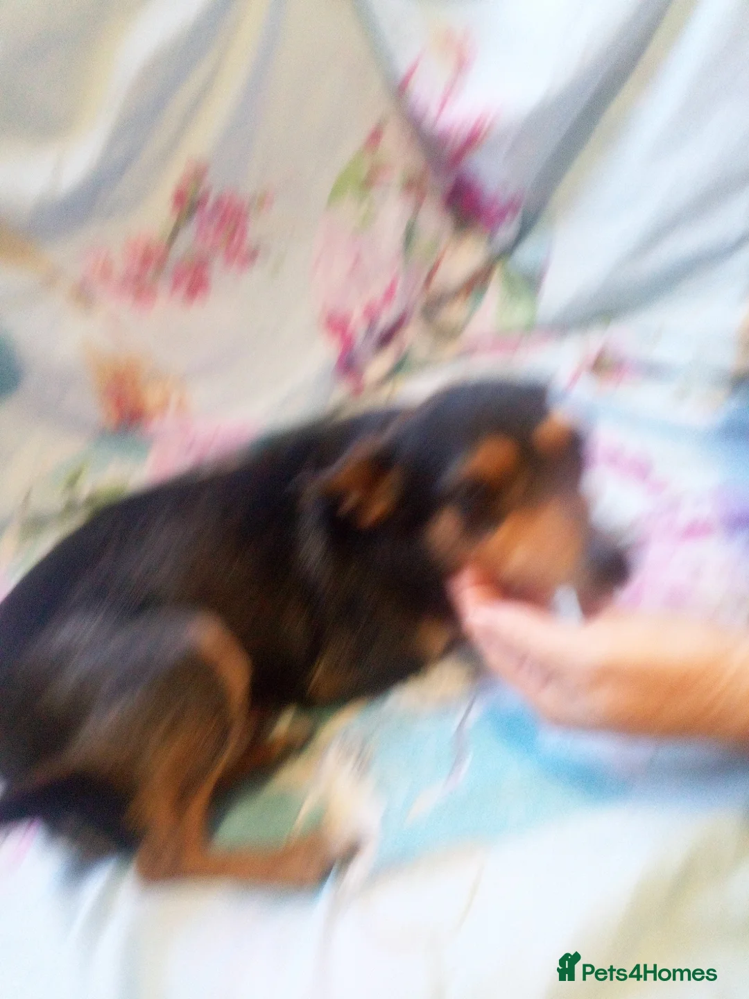 Mixed Breed dogs for sale: Chihuahua x jack russell puppies in Bristol - Advert 2