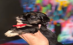 Lhasa Apso dogs for sale: Stunning kc registered Lhasa apso pups - Image 1
