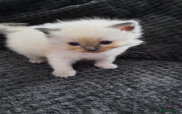Ragdoll cats for sale:  loved Ragdoll kittens Full Breed - Image 14