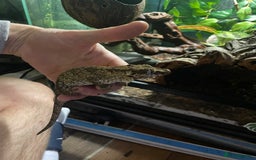 Gecko reptiles for sale: 2 crested geckos & 2 gargoyle geckos with setups - Image 6