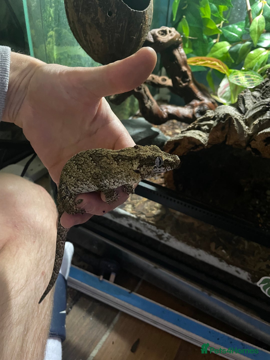 Gecko reptiles for sale: 2 crested geckos & 2 gargoyle geckos with setups - Image 6