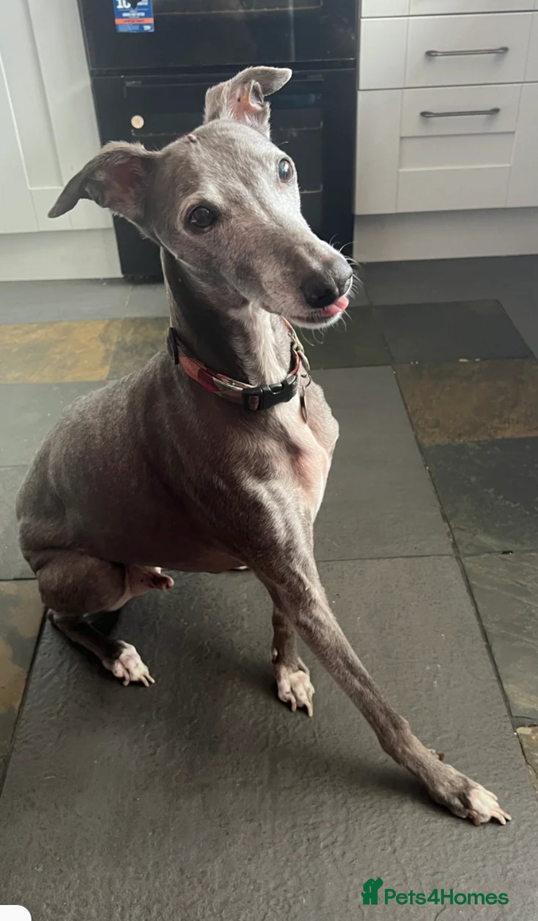 Mixed Breed dogs for sale: Oscar - Image 1
