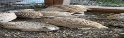 Quail poultry for sale: 2-3 months old breeding male quails  in Worcester Park - Advert 7