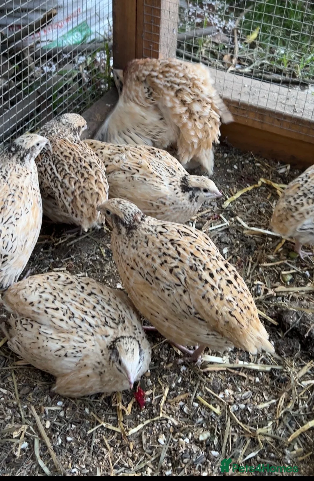 Quail poultry for sale: 2-3 months old breeding male quails  in Worcester Park - Advert 7