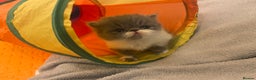 Persian cats for sale: Stunning pedigree Persian kittens - Advert 11
