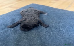 Cockapoo dogs for sale: Beautiful litter of merle and black cockapoos  - Image 7