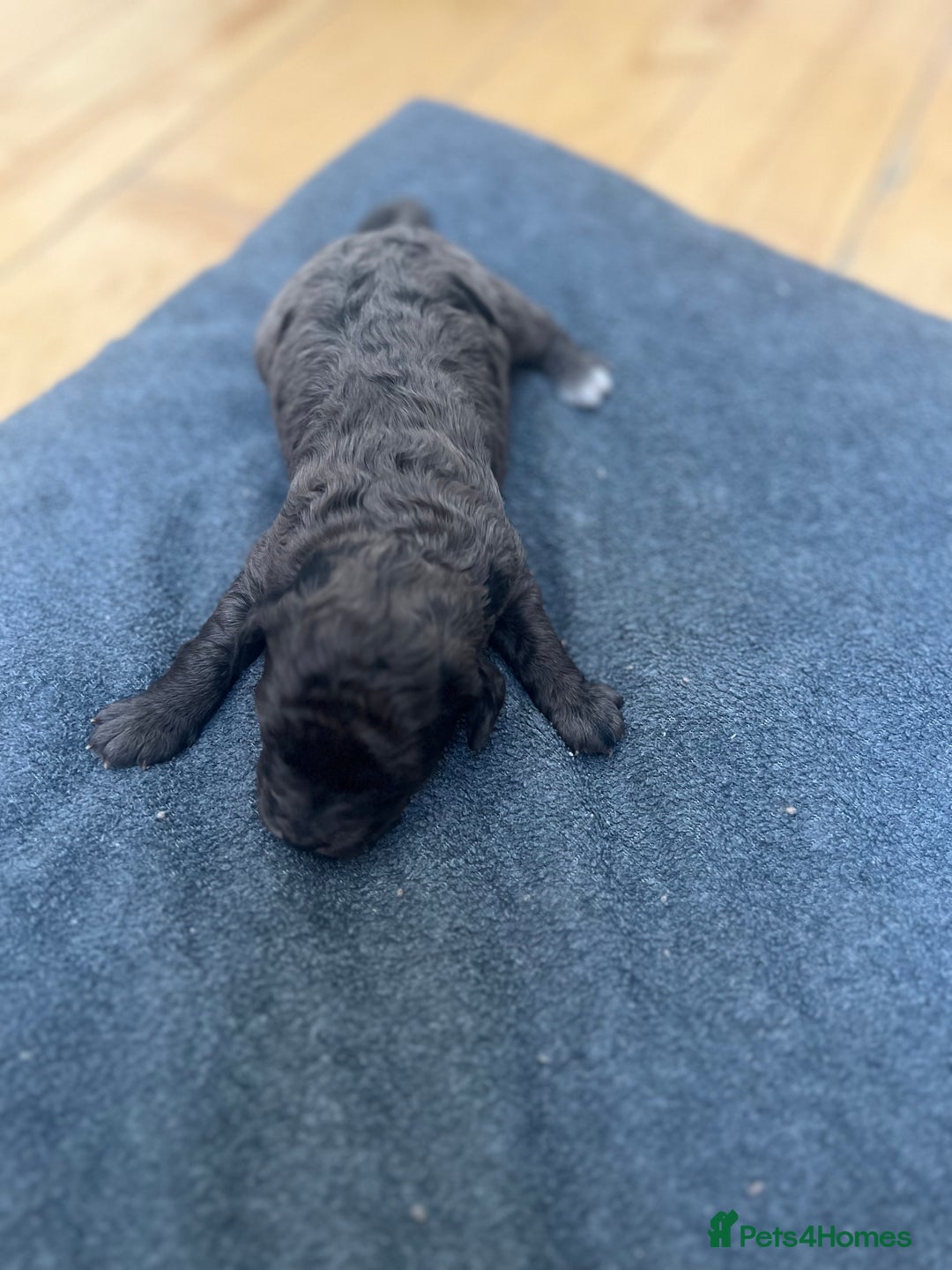 Cockapoo dogs for sale: Beautiful litter of merle and black cockapoos  - Image 7