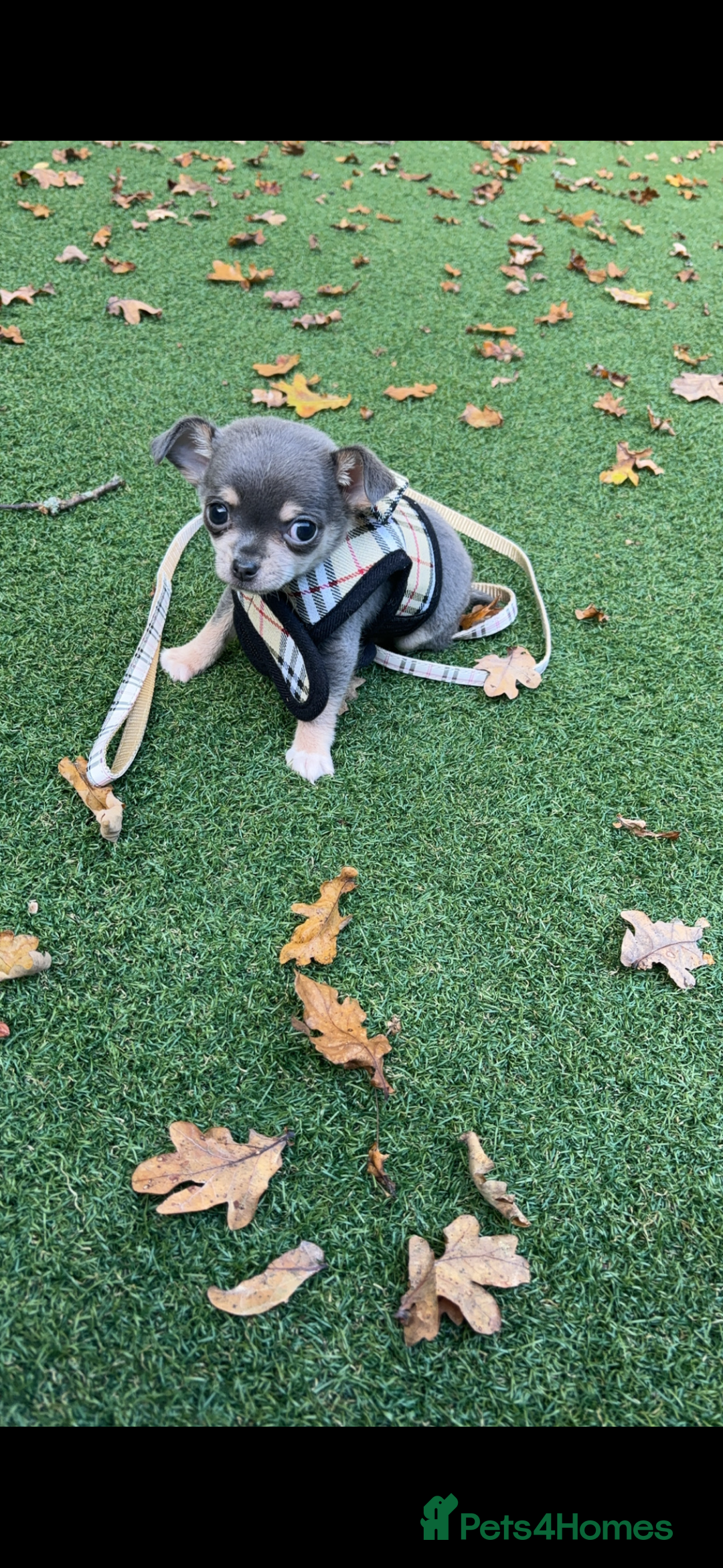 Chihuahua dogs for stud: Tiny blue boy for stud  - Advert 7