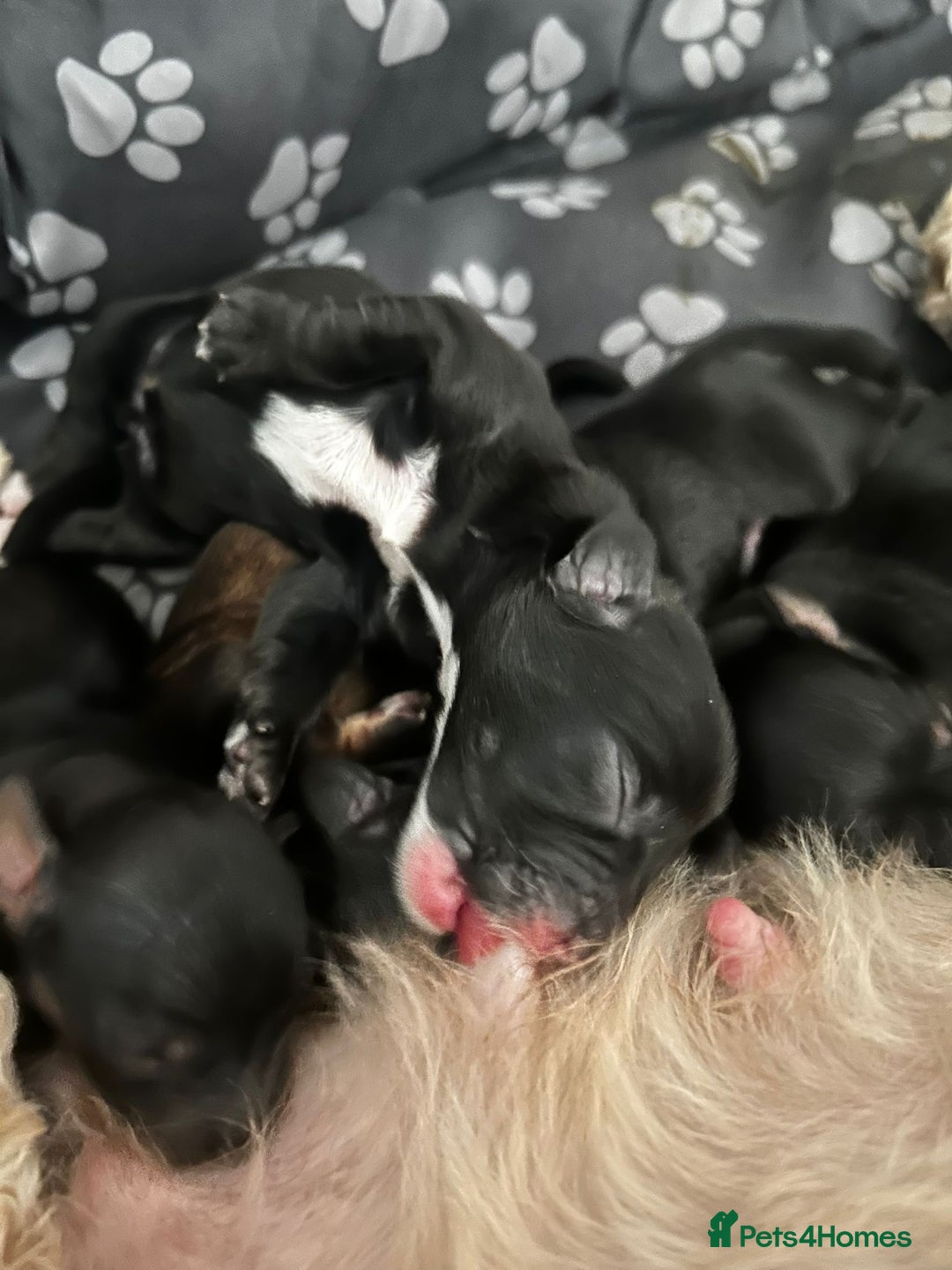 Mixed Breed dogs for sale: Doxiepoos adorable  - Image 9