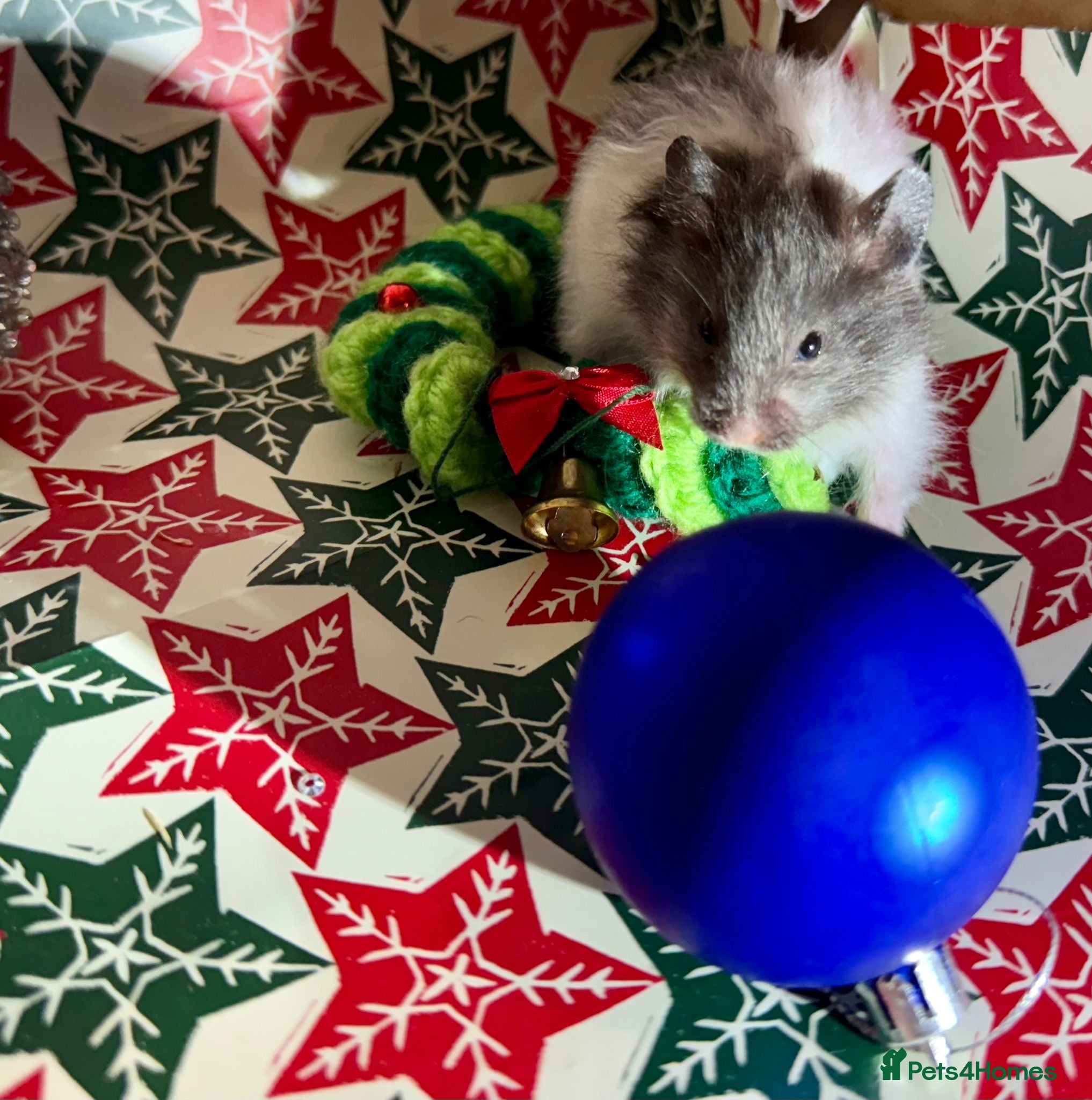 Hamster rodents Baby hamsters for sale - Advert 5