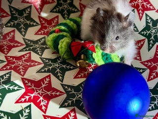 Hamster rodents Baby hamsters for sale - Advert 5