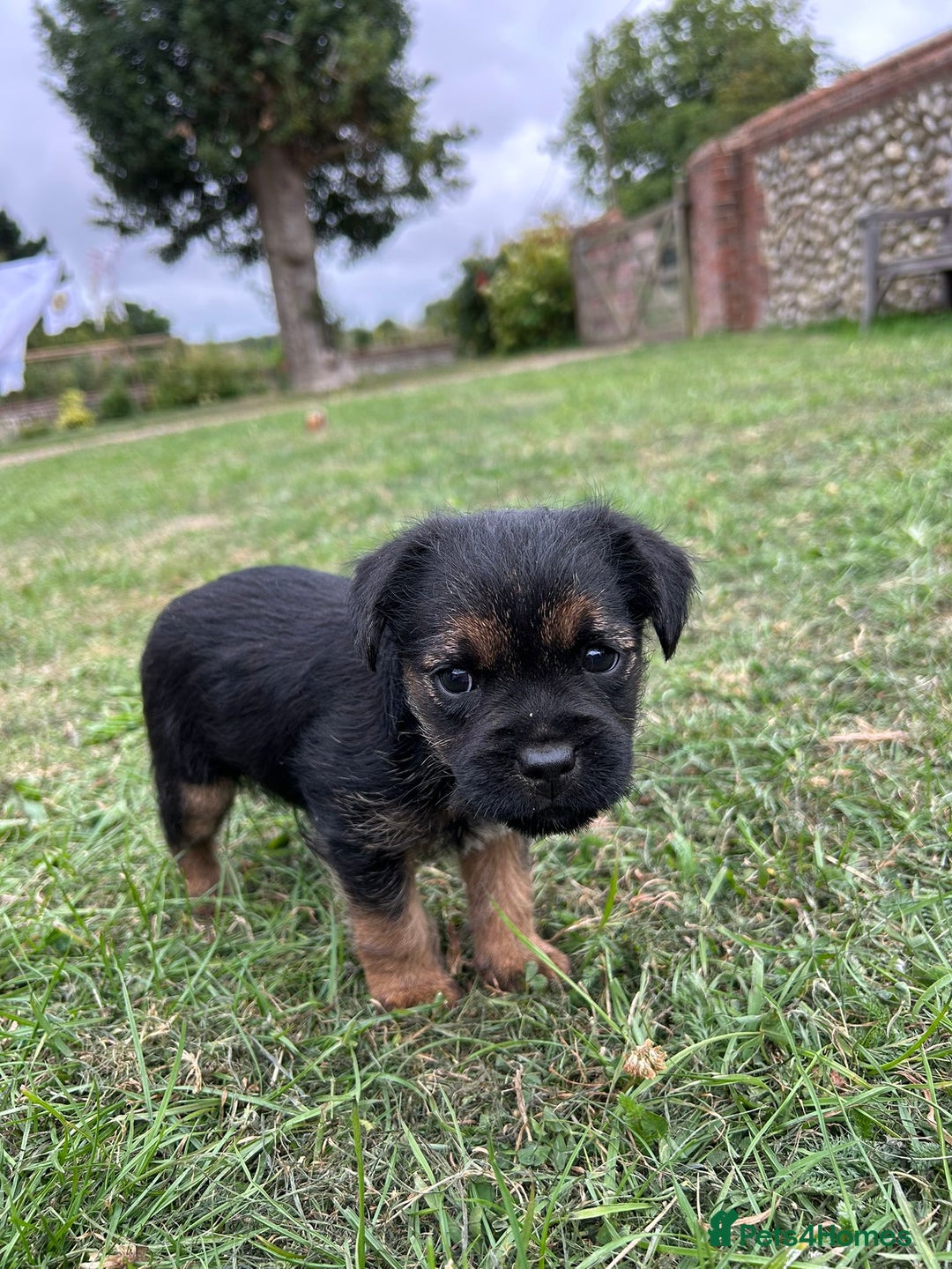 Border Terrier dogs for sale: Two beautiful Border Terriers dog puppies - Image 7